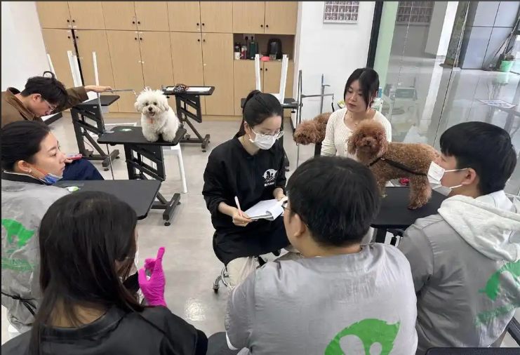 赤峰市宠物剪毛宠物美容培训学校 - 厂家